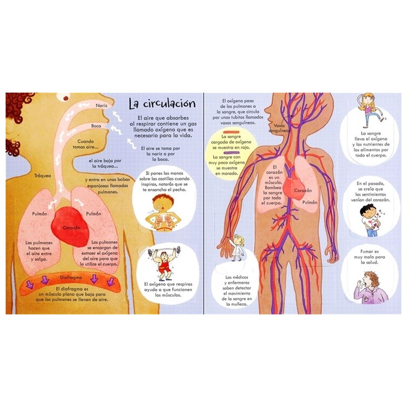 Tu cuerpo ¡Mira debajo!